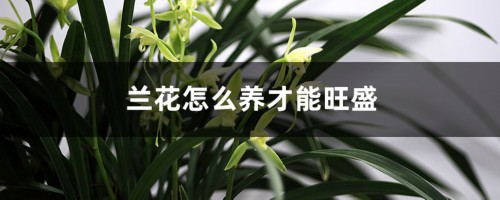 兰花怎么养才能旺盛