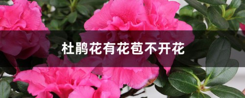 杜鹃花有花苞不开花，杜鹃花花期管理