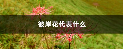 彼岸花代表什么，彼岸花的意义