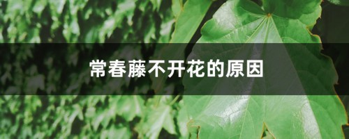 常春藤不开花的原因