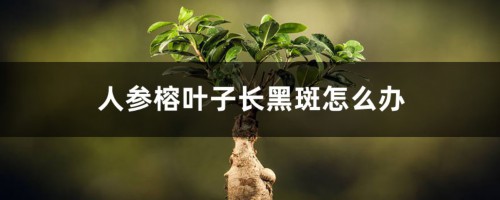 人参榕叶子长黑斑怎么办