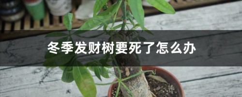 冬季发财树要死了怎么办