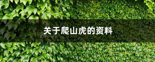 关于爬山虎的资料，爬山虎长什么样子图片