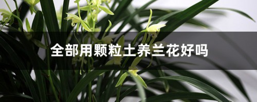 全部用颗粒土养兰花好吗，泥炭土可以种兰花吗