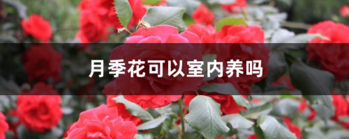 月季花可以室内养吗