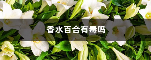 香水百合有毒吗