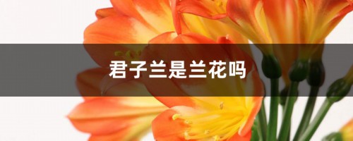 君子兰是兰花吗