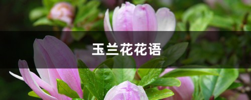 玉兰花花语