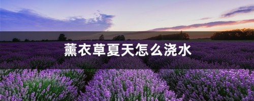 薰衣草夏天怎么浇水，薰衣草容易养活吗