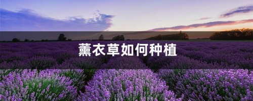 薰衣草如何种植，薰衣草的种植方法介绍