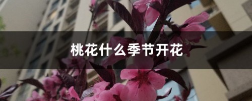 桃花什么季节开花，桃花促花方法