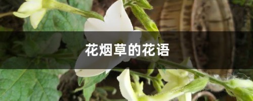 花烟草的花语和寓意，有什么传说故事