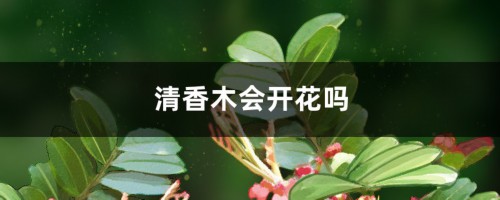 清香木会开花吗