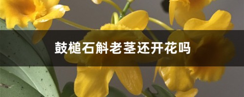 鼓槌石斛老茎还开花吗