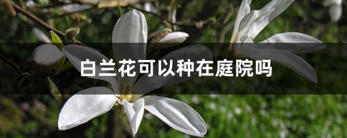 白兰花可以种在庭院吗