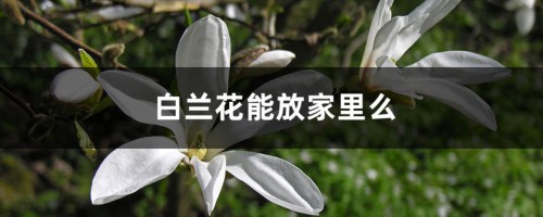 白兰花可以放在卧室吗