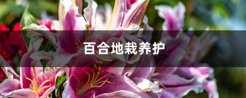 百合地栽养护方法