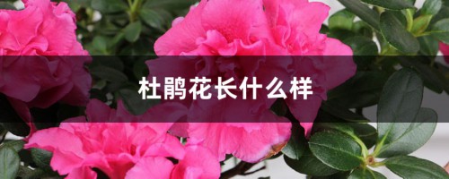 杜鹃花长什么样