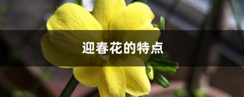 迎春花的特点