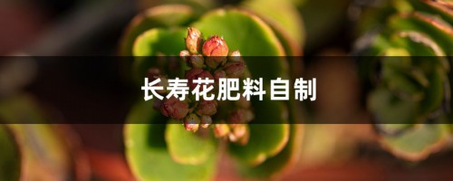 长寿花肥料如何自制