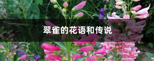 翠雀的花语和传说