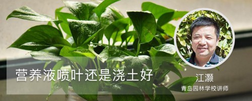 营养液喷叶还是浇土好（附常见植物的使用方法）