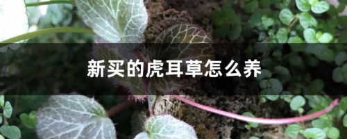 新买的虎耳草怎么养