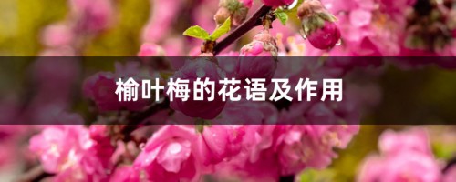 榆叶梅的花语及作用