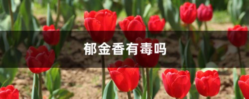 郁金香有毒吗