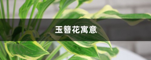 玉簪花寓意