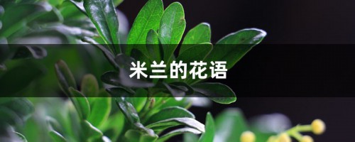 米兰的花语和寓意，有什么传说故事