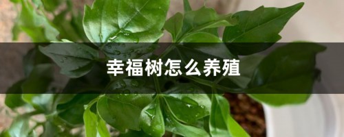 幸福树怎么养殖，根部发黄怎么办