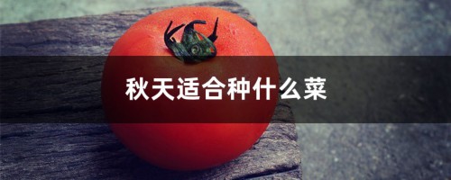 秋天适合种什么菜