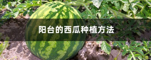 阳台的西瓜种植方法