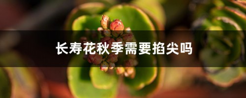 长寿花秋季需要掐尖吗