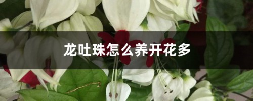 龙吐珠怎么养开花多