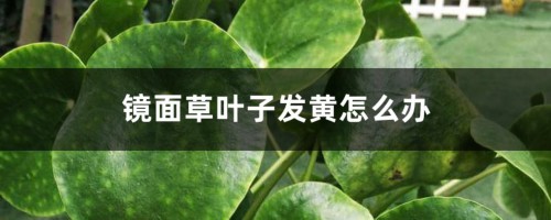 镜面草叶子发黄怎么办