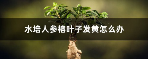 水培人参榕叶子发黄怎么办