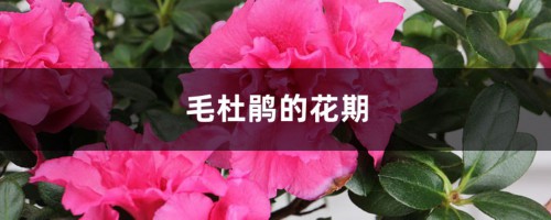 毛杜鹃的花期