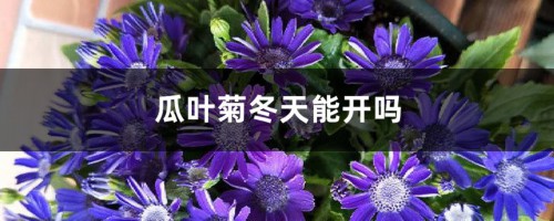 瓜叶菊冬天能开吗