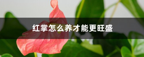 红掌怎么养才能更旺盛