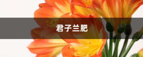 君子兰用什么肥料，怎么配制