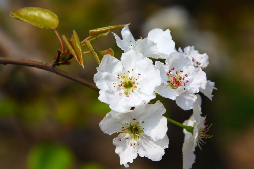 梨花