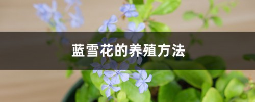 蓝雪花的养殖方法