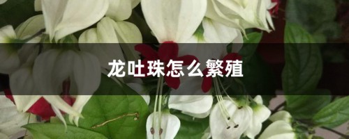 龙吐珠怎么繁殖