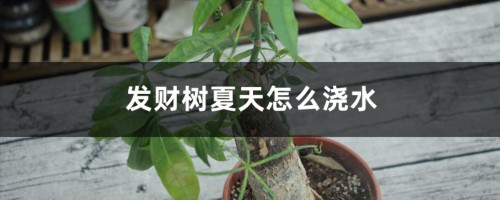 发财树夏天怎么浇水