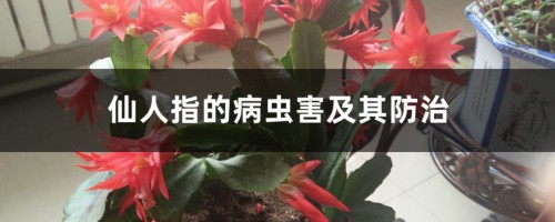 仙人指的病虫害及其防治