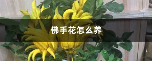 佛手花怎么养