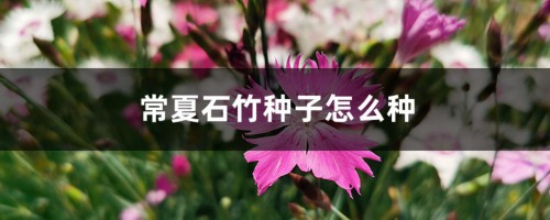 常夏石竹种子怎么种