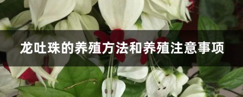 龙吐珠的养殖方法和养殖注意事项